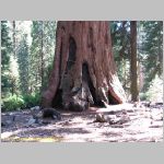 20060824_23Sequoia_004 copia.jpg